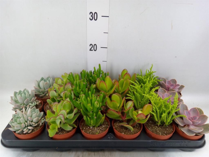<h4>Succulents   ...mix 6</h4>