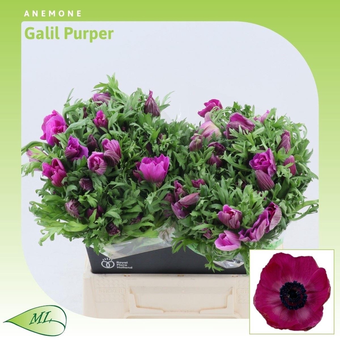 <h4>Anemone Galil Purper</h4>