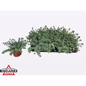 SEDUM SI MEDIOVARIEG