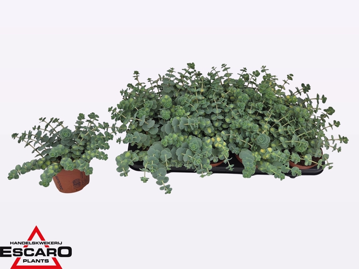 SEDUM SI MEDIOVARIEG