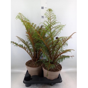 Cyathea tomentosissima