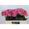 Dahlia Esli