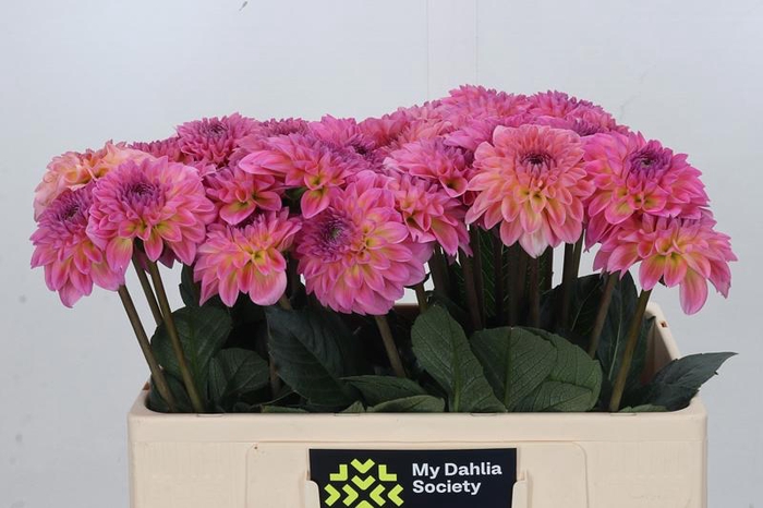 <h4>Dahlia Esli</h4>