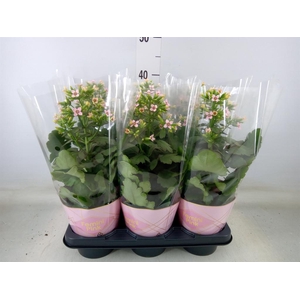 Kalanchoe blos. 'Feminine Pink'