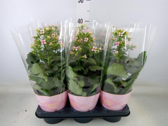<h4>Kalanchoe blos. 'Feminine Pink'</h4>