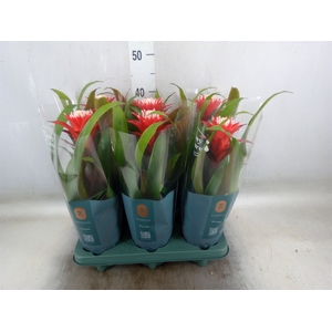 Guzmania  'Hope'