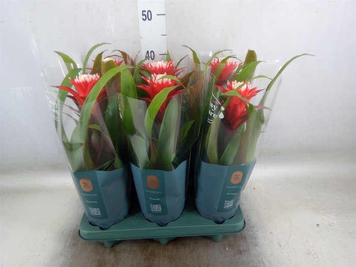 <h4>Guzmania  'Hope'</h4>