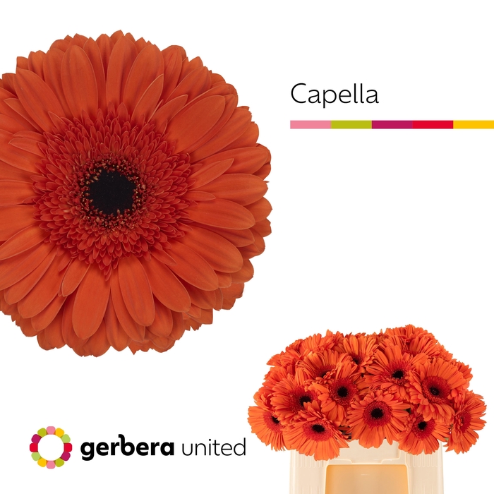 <h4>Ge Gr Capella</h4>