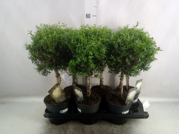 Myrtus communis