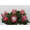 Protea Cynaroides Claire