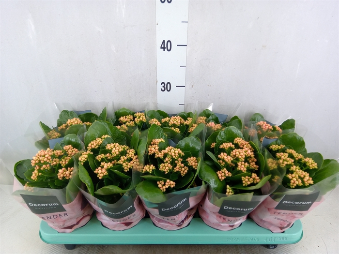 <h4>Kalanchoe blos. 'Serenity Salmon'</h4>
