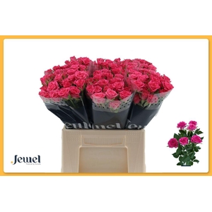 Rosa spray lianne