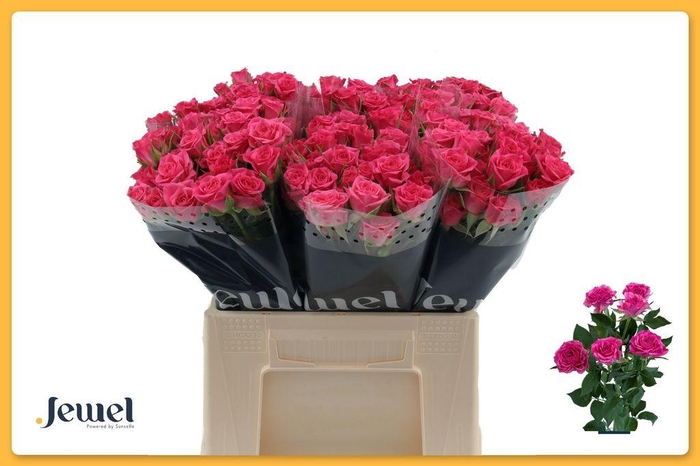 <h4>Rosa spray lianne</h4>