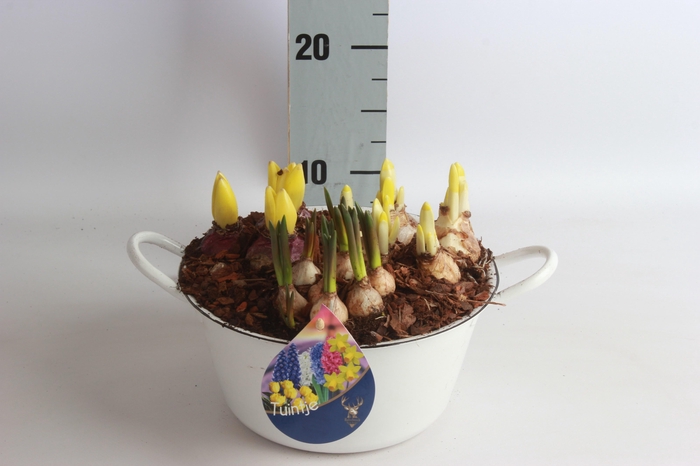 <h4>ARR BOL KNOLGEWAS</h4>