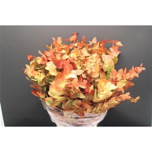 Euc Cinerea Verf Herfst
