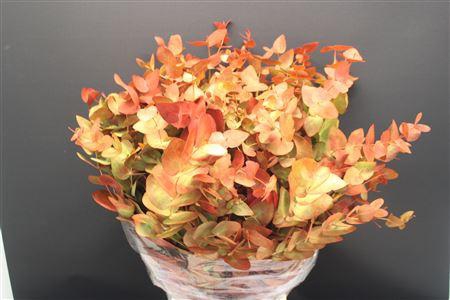 Euc Cinerea Verf Herfst