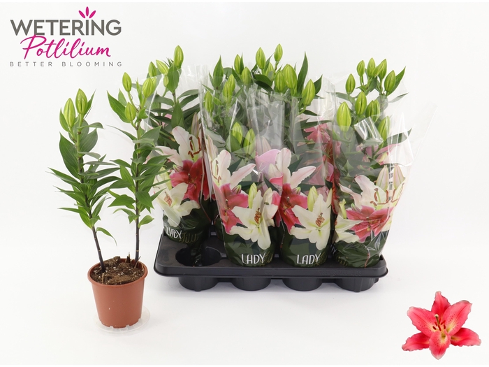 <h4>LIL OR SUNNY CAMINO</h4>