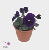 VIO WI EVO PURPE