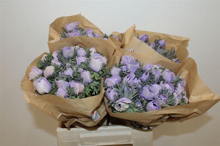 <h4>Anem Marianne Powder Lavender</h4>