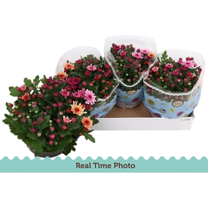 CHRYS MO AUB GEM POT