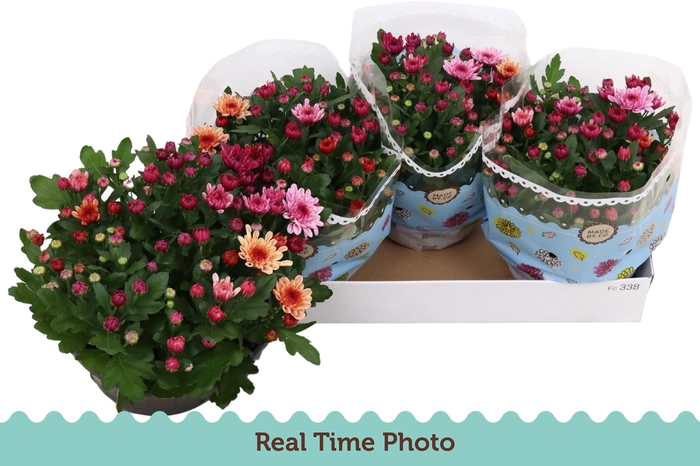 <h4>CHRYS MO AUB GEM POT</h4>