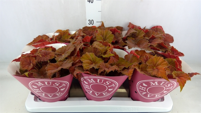 <h4>Begonia BD 'Beleaf Amber Love'</h4>
