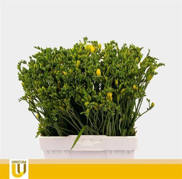 <h4>Freesia enk yellow</h4>