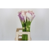 Zantedeschia Eydolls Purple White