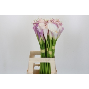 Zantedeschia Eydolls Purple White