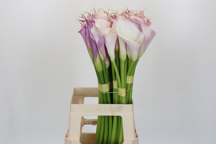 <h4>Zantedeschia Eydolls Purple White</h4>