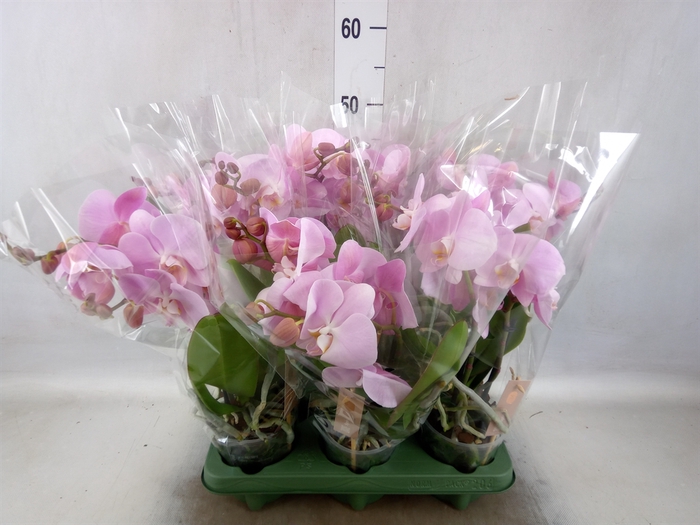 <h4>Phalaenopsis  'Spirit Pink'</h4>