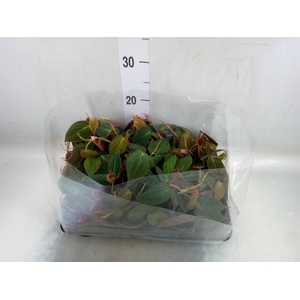 Philodendron scand.