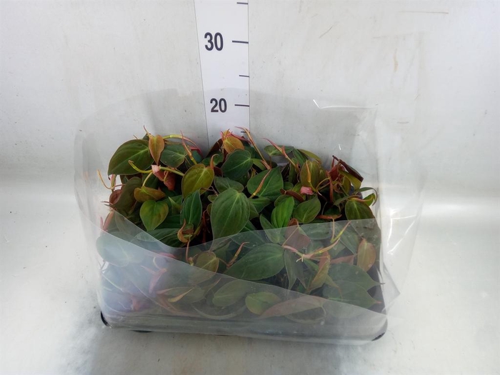 <h4>Philodendron scand.</h4>