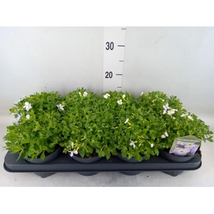 Aubrieta  'Florado Blue Blush Bico'