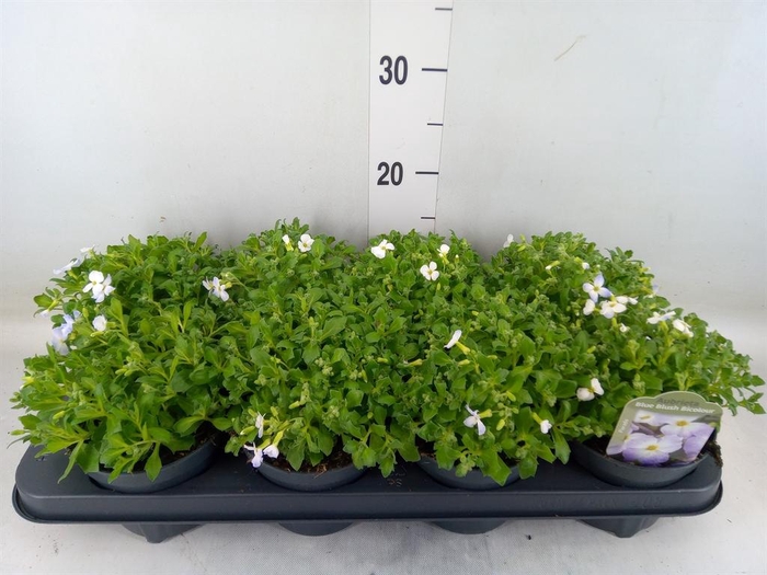 <h4>Aubrieta  'Florado Blue Blush Bico'</h4>