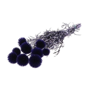 Bunch Echinops Pres. D5/8 10pcs L55