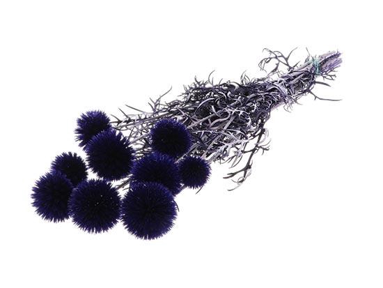 Bunch Echinops Pres. D5/8 10pcs L55
