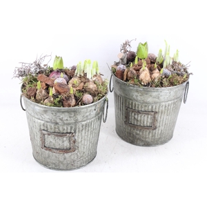 arr4 Bollenmix MB - Zink ton green x3