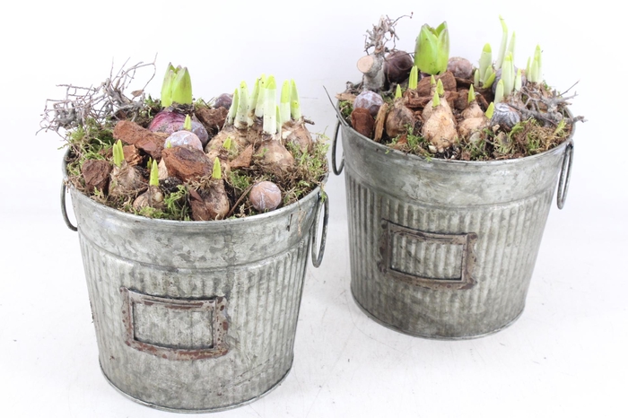 <h4>arr4 Bollenmix MB - Zink ton green x3</h4>