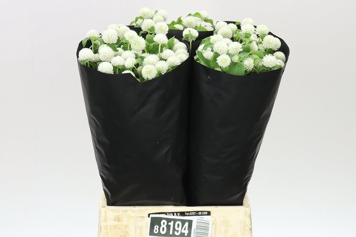 <h4>Gomphrena Gl Ov Wit</h4>