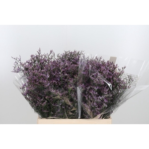 Limon Safora Lilac