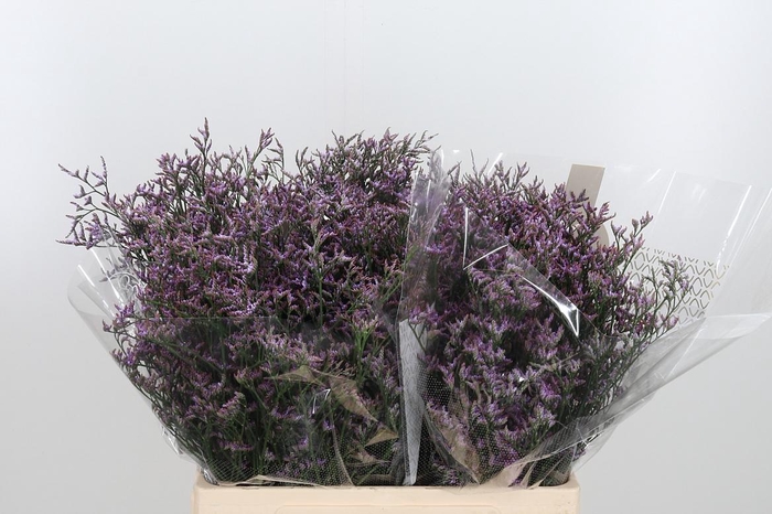 <h4>Limon Safora Lilac</h4>