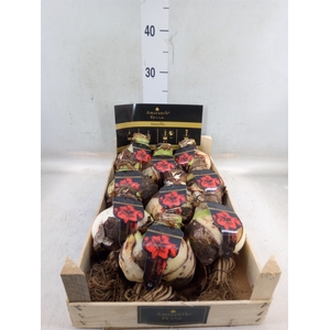 Hippeastrum   ...flowerbulbs