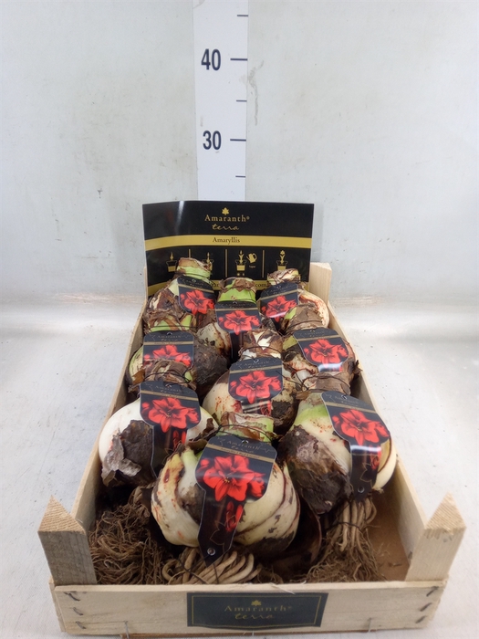 <h4>Hippeastrum   ...flowerbulbs</h4>