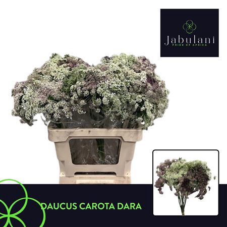 <h4>Daucus Carota Dara</h4>