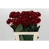 Dahlia Red Fox