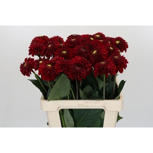 Dahlia Red Fox