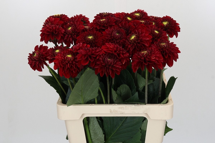 <h4>Dahlia Red Fox</h4>