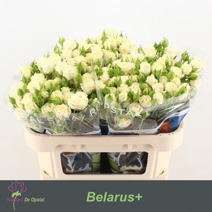 R Tr Belarus Opstal