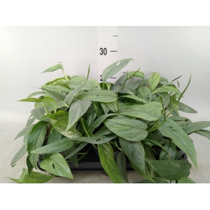 Epipremnum pinn. 'Cebu Blue'